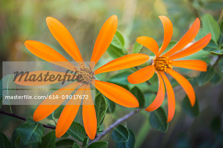 Close up of orange mutisia flowers, Rio Negro, Patagonia, Argentina