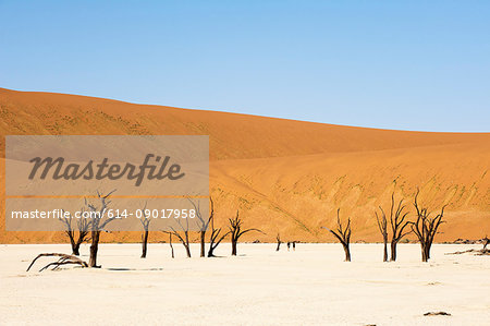 Dead Trees, Deadvlei, Sossusvlei, Namib Naukluft Park, Namib Desert, Namibia