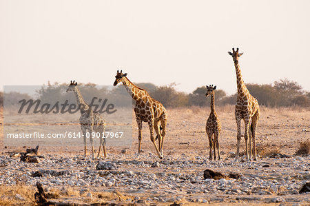 Giraffe (Giraffa camelopardalis), Etosha National Park, Namibia
