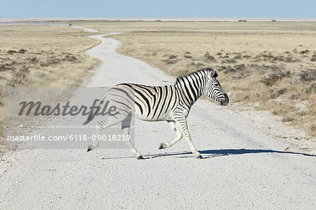 A Burchell's zebra, Equus quagga burchellii, crossing road in grassland.