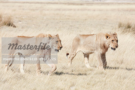 Lions, panthera leo, walking through grassland.