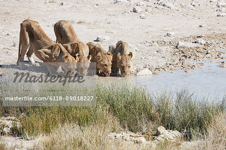 Lions, panthera leo, drinking standing at a watering hole.