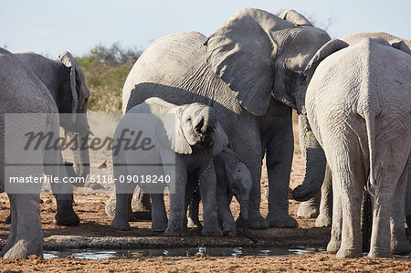 Group of African elephants, Loxodonta africana, standing at a watering hole in grassland.