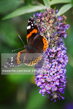 Close up of Admiral butterfly sitting on a purple lilac flower.