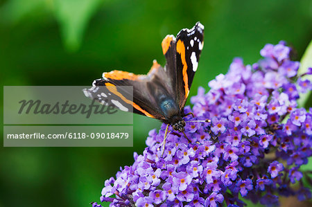 Close up of Admiral butterfly collecting nectar from a purple lilac flower head.