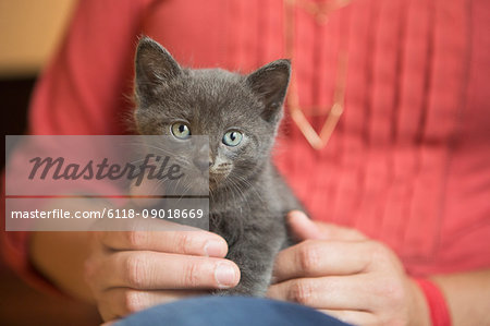 A small grey kitten sitting, held on a woman's lap.