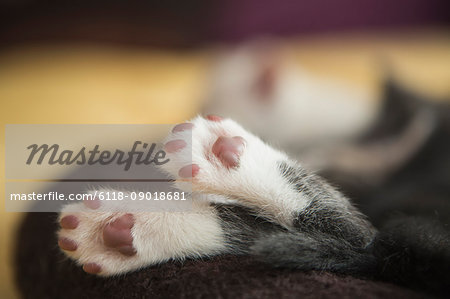 A small grey and white kitten asleep, feet hanging over the edge of the pet bed.