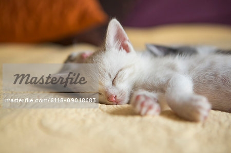 A small grey and white kitten lying asleep on a bed.