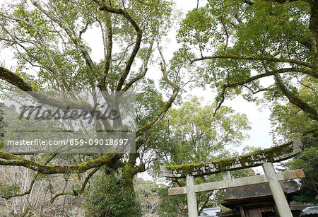 Temple gate at Kikko Shrine, Yamaguchi Prefecture, Japan