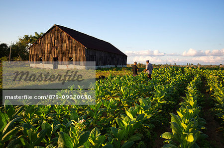 Cuba, Republic of Cuba, Central America, Caribbean Island. Havana district. Tobacco farm in Pinal dal Rio, man, man at work.