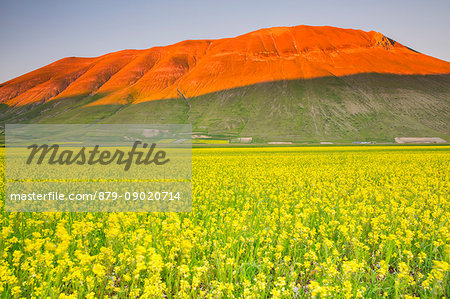 Europe,Italy,Umbria,Perugia district,Sibillini National park. Flowering of the lentil fields of Castelluccio of Norcia