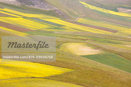 Europe,Italy,Umbria,Perugia district,Sibillini National park. Flowering of the lentil fields of Castelluccio of Norcia