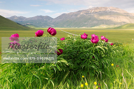 Europe,Italy,Umbria,Perugia district,Sibillini National park. Spring flowering