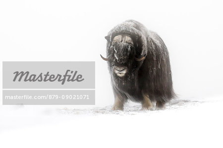 Dovrefjell National Park, Oppdal, Norway