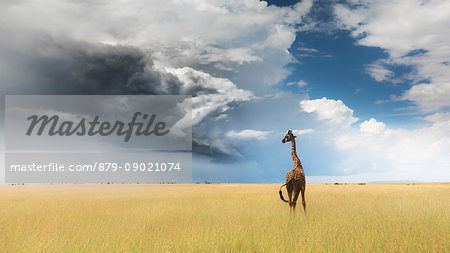 Giraffe in Masai Mara Game Reserve, Kenya Giraffe in Masai Mara Game Reserve, Kenya