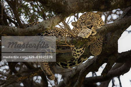 Leopard in the Masaimara