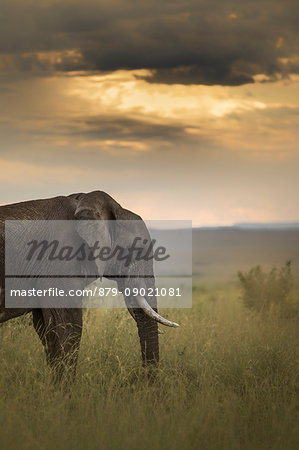 Elephant in the Masaimara at sunset Elephant in the Masaimara at sunset