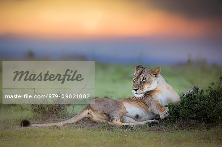 Lioness in the Masaimara at sunset