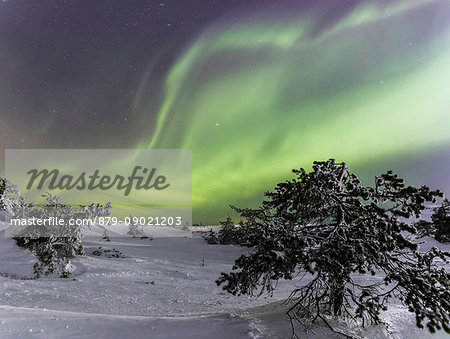 Panorama of snowy woods and frozen trees framed by Northern lights and stars Levi Sirkka Kittilä Lapland region Finland Europe