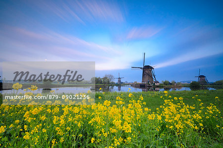 Windmills framed by yellow flowers and typical canal at dawn Kinderdijk Molenwaard South Holland The Netherlands Europe
