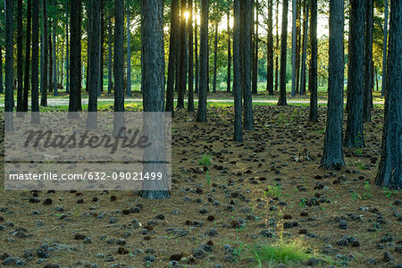 Fallen pine cones on forest ground