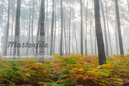 Pine forest on misty morning in autumn in Hesse, Germany