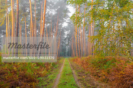 Path through pine forest on misty, sunlit morning in autumn in Hesse, Germany Path through pine forest on misty, sunlit morning in autumn in Hesse, Germany