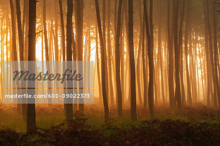 Silhouetted tree trunks in a pine forest with misty, morning light at sunrise in Hesse, Germany