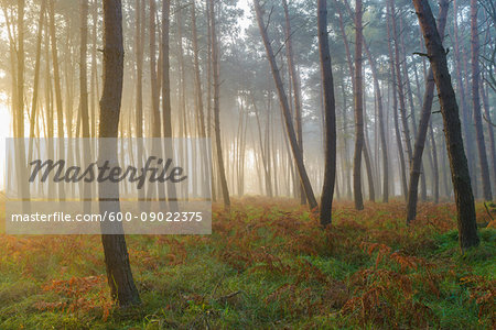 Silhouetted tree trunks in a pine forest on a misty morning at sunrise in autumn in Hesse, Germany