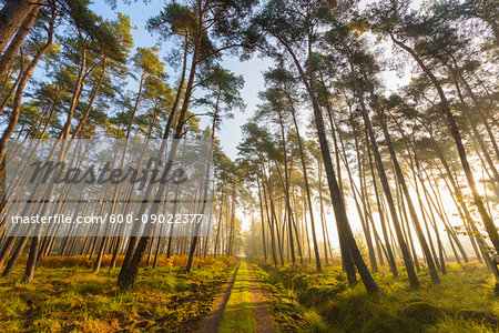 Path through silhoueted trees in a pine forest on a misty, sunny morning in Hesse, Germany