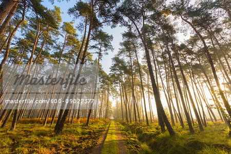 Path through silhoueted trees in a pine forest on a misty, sunny morning in Hesse, Germany Path through silhoueted trees in a pine forest on a misty, sunny morning in Hesse, Germany