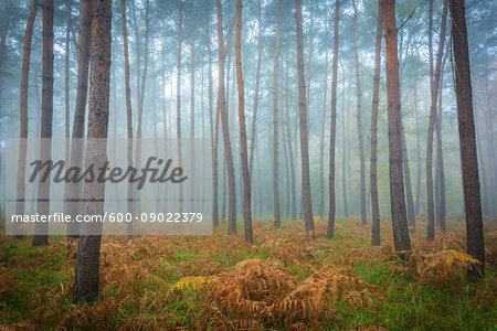 Tree trunks in a pine forest on a misty morning in autumn in Hesse, Germany