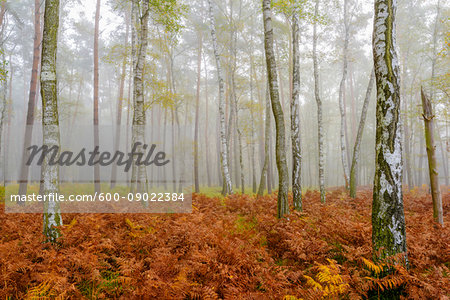 Tree trunks in a birch forest in autumn in Hesse, Germany