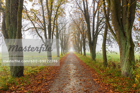 Chestnut tree-lined avenue in autumn in Hesse, Germany