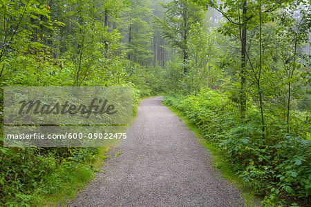 Trail through forest in the morning at Neuschoenau in the Bavarian Forest National Park, Bavaria, Germany