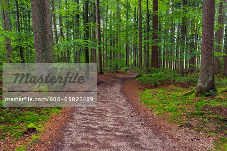 Trail through forest after rain at Spiegelau in the Bavarian Forest National Park in Bavaria, Germany