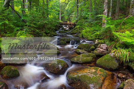 Mountain stream after rain at Kleine Ohe at Waldhauser in the Bavarian Forest National Park in Bavaria, Germany