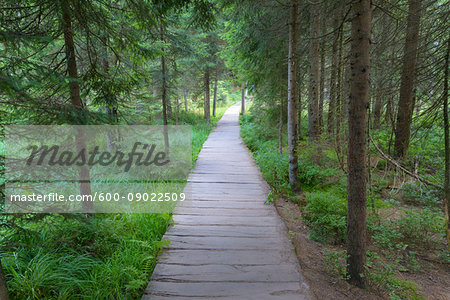 Boardwalk at Lake Grosser Arbersee in Bayerisch Eisenstein in the Bavarian Forest in Bavaria, Germany Boardwalk at Lake Grosser Arbersee in Bayerisch Eisenstein in the Bavarian Forest in Bavaria, Germany