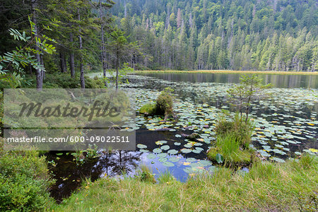 Water lily leaves on Lake Grosser Arbersee in summer at Bayerisch Eisenstein in the Bavarian Forest in Bavaria, Germany