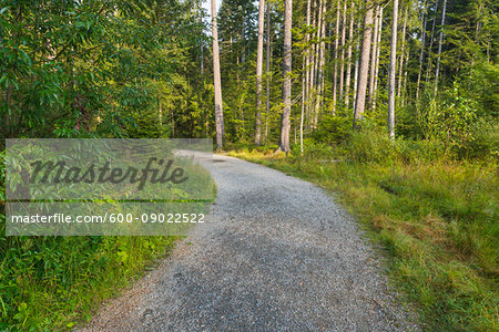 Trail through forest at Neuschoenau in the Bavarian Forest National Park in Bavaria, Germany