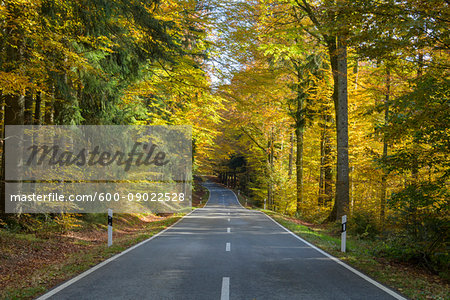 Forest road in autumn at Spiegelau in the Bavarian Forest National Park in Bavaria, Germany