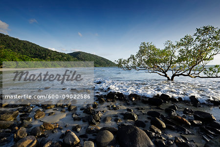 Mangrove tree and rocks on beach with surf at Cape Tribulation in Queensland, Australia