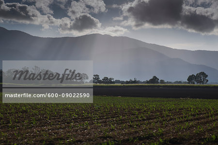 Newly planted crop in field and mountain range with crepuscular sunrays outside Cairns in Queensland, Australia