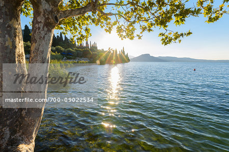 Lake shore of Garda and tree at sunrise at Punta San Vigilio on Lake Garda in Veneto, Italy