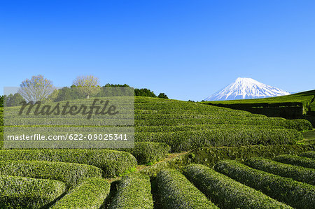 Morning view of Mount Fuji and tea plantation on a clear day, Shizuoka Prefecture, Japan