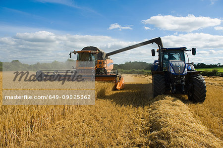 Combine harvester and tractor, harvesting wheat