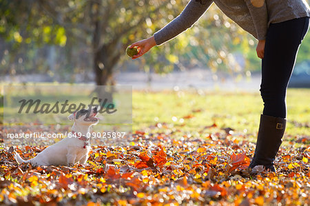 Woman playing fetch with jack russell