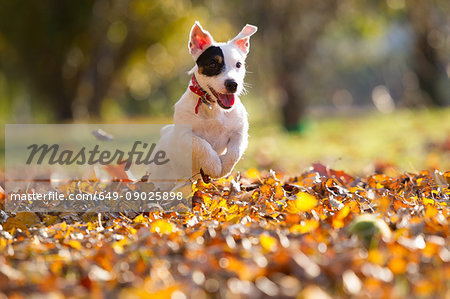Jack russell chasing tennis ball