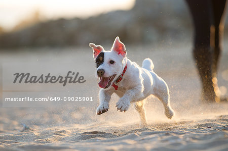 Jack russell running on beach