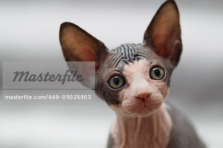 Animal portrait of sphynx cat looking away